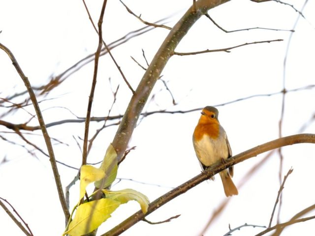 vogelbeobachtungen