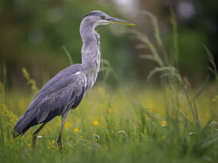 Vogelbeobachtung