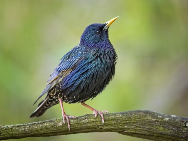 Vogelbeobachtung