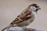 baumhaus-spatz
