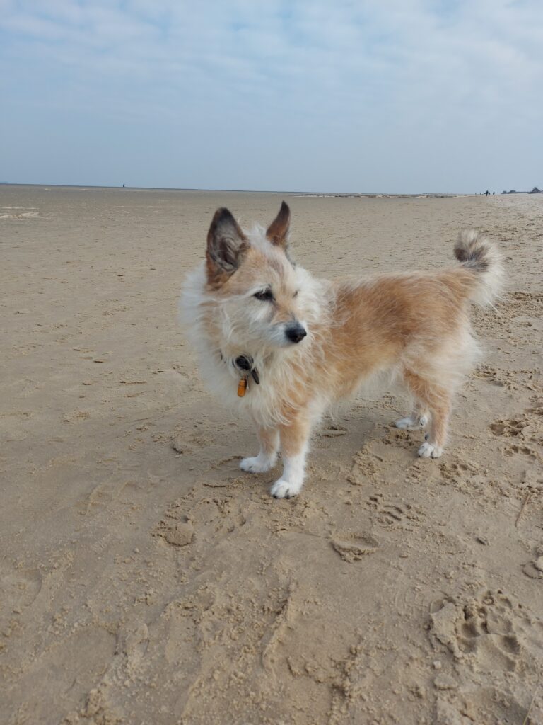 Hund am Strand in Otterndorf an der Nordseeküste