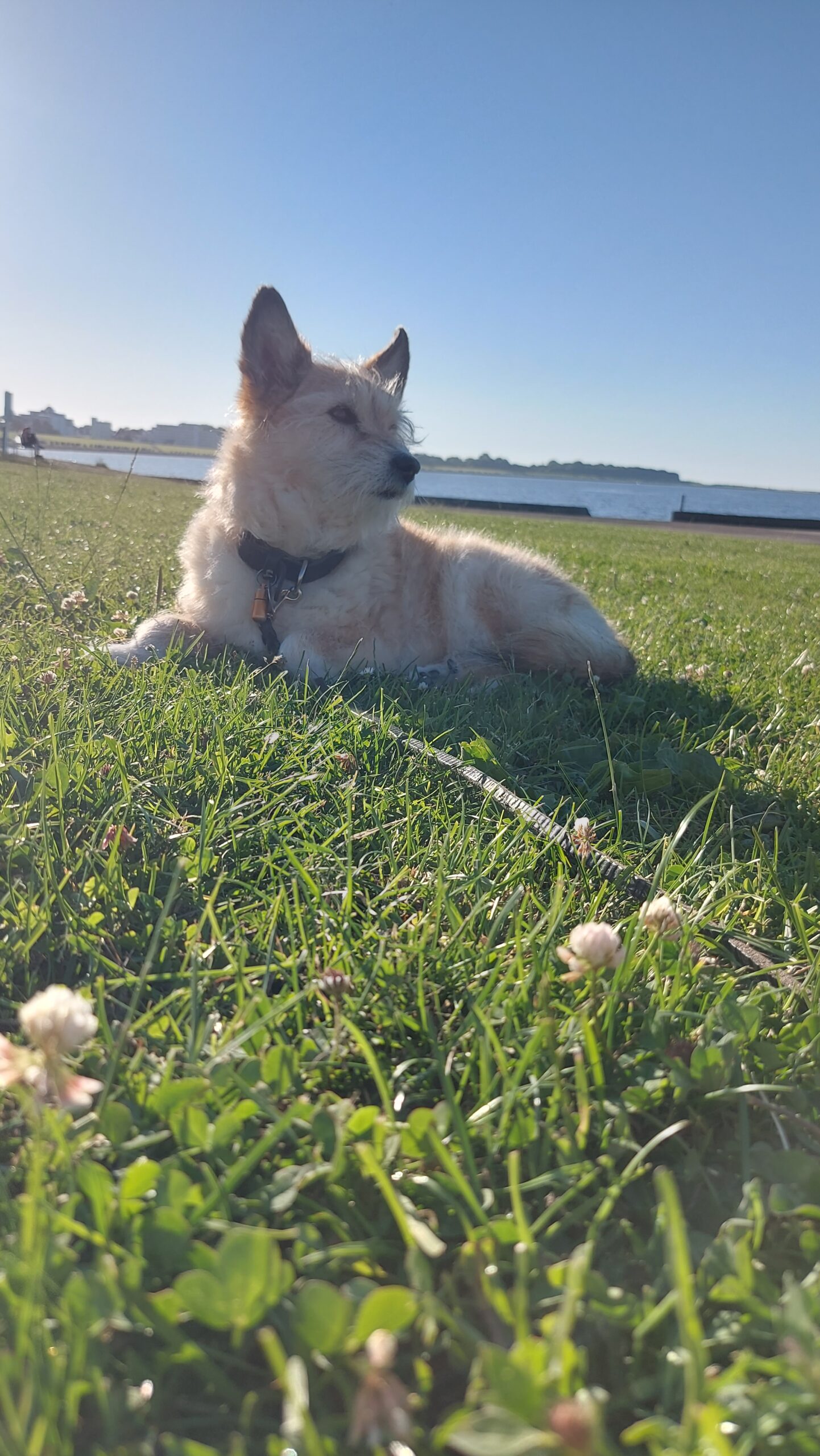 Hundestrand in der Nähe des Baumhaushotels Otterndorf an der Nordsee